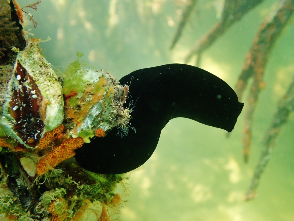 Black Tunicate