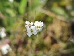 Arabidopsis halleri