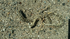 Crotalus oreganus