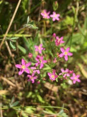 Zeltnera muehlenbergii