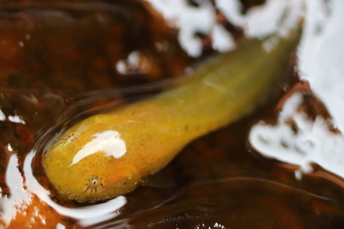 Liparis mucosus