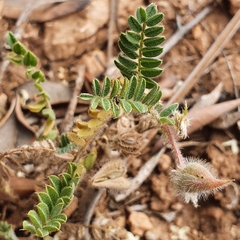 Astragalus stella - cruciatus