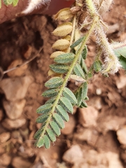 Astragalus stella - cruciatus