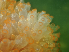 Ecteinascidia turbinata