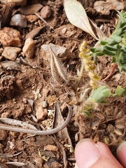 Astragalus stella - cruciatus