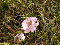 Sidalcea calycosa rhizomata