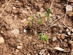 Astragalus stella - cruciatus