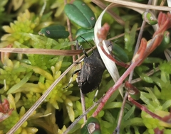 Rhacognathus punctatus