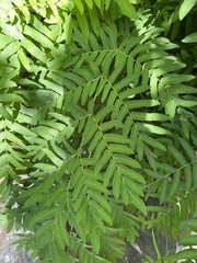 Osmunda regalis