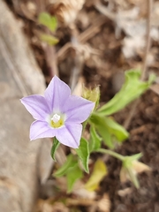 Convolvulus siculus image