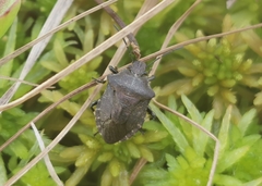 Rhacognathus punctatus