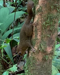 Microsciurus alfari