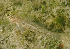 Coryphopterus