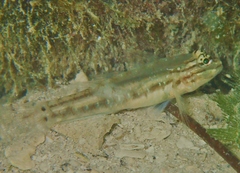 Coryphopterus glaucofraenum