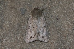 Apterogenum ypsillon