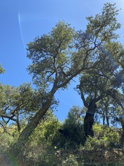 Quercus suber