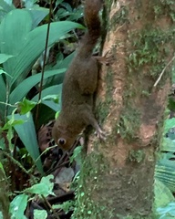Microsciurus alfari