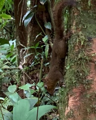 Microsciurus alfari