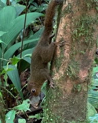 Microsciurus alfari