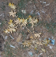 Carthamus oxyacantha