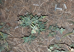 Sonchus