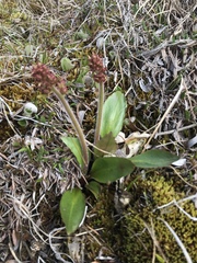 Micranthes hieraciifolia