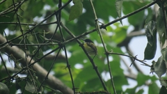 Todirostrum nigriceps