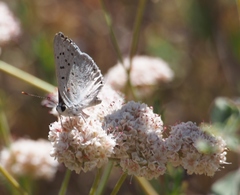 Tharsalea xanthoides