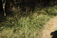 Carex spicatopaniculata