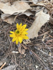 Pippenalia delphiniifolia