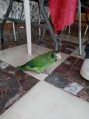 Amazona ventralis