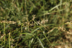 Carex spicatopaniculata