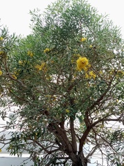 Angiospermae