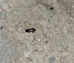 Tenebrionidae