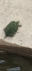 Graptemys geographica