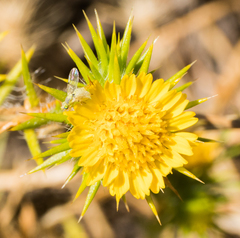 Neaspilota signifera