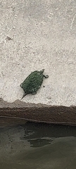 Graptemys geographica