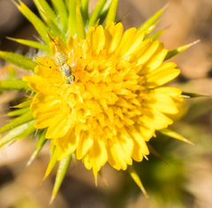 Neaspilota signifera