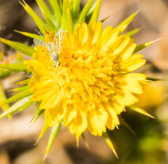 Neaspilota signifera