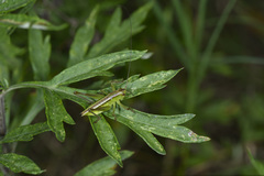 Gampsocleis sinensis