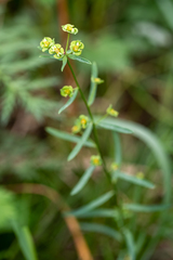 Euphorbia microcarpa