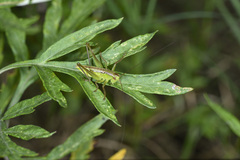 Gampsocleis sinensis