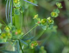 Euphorbia microcarpa