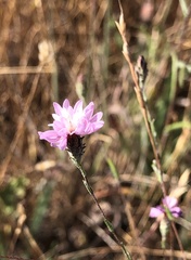 Lessingia arachnoidea