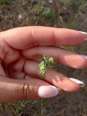 Scleranthus perennis