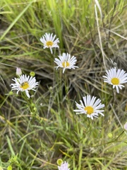 Erigeron decumbens