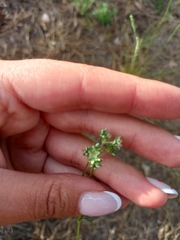 Scleranthus perennis