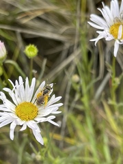Erigeron decumbens