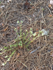 Scleranthus perennis
