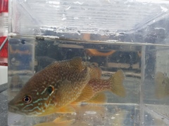 Lepomis gibbosus × cyanellus